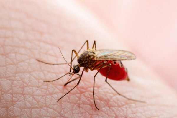 Macro view of a brown Culex mosquito feeding on skin, its abdomen visibly distended and filled with bright red blood.