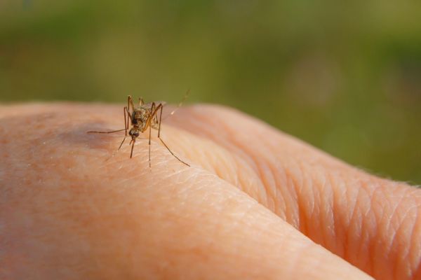 Close-up of a Culex mosquito inserting its proboscis into human skin, set against an out-of-focus background of purple flowers.