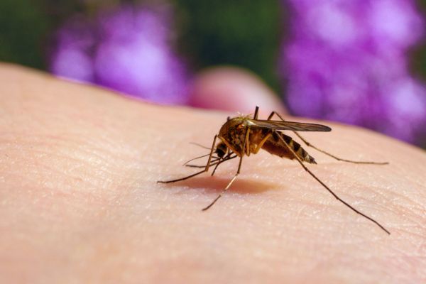 Close-up of a Culex mosquito inserting its proboscis into human skin, set against an out-of-focus background of purple flowers.