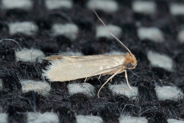 Clothes moth