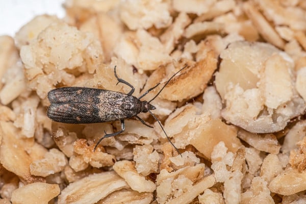 Indian meal moth