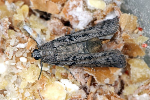 Mediterranean flour moth