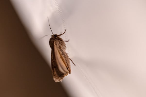 Close-up of a moth resting on a light fabric surface