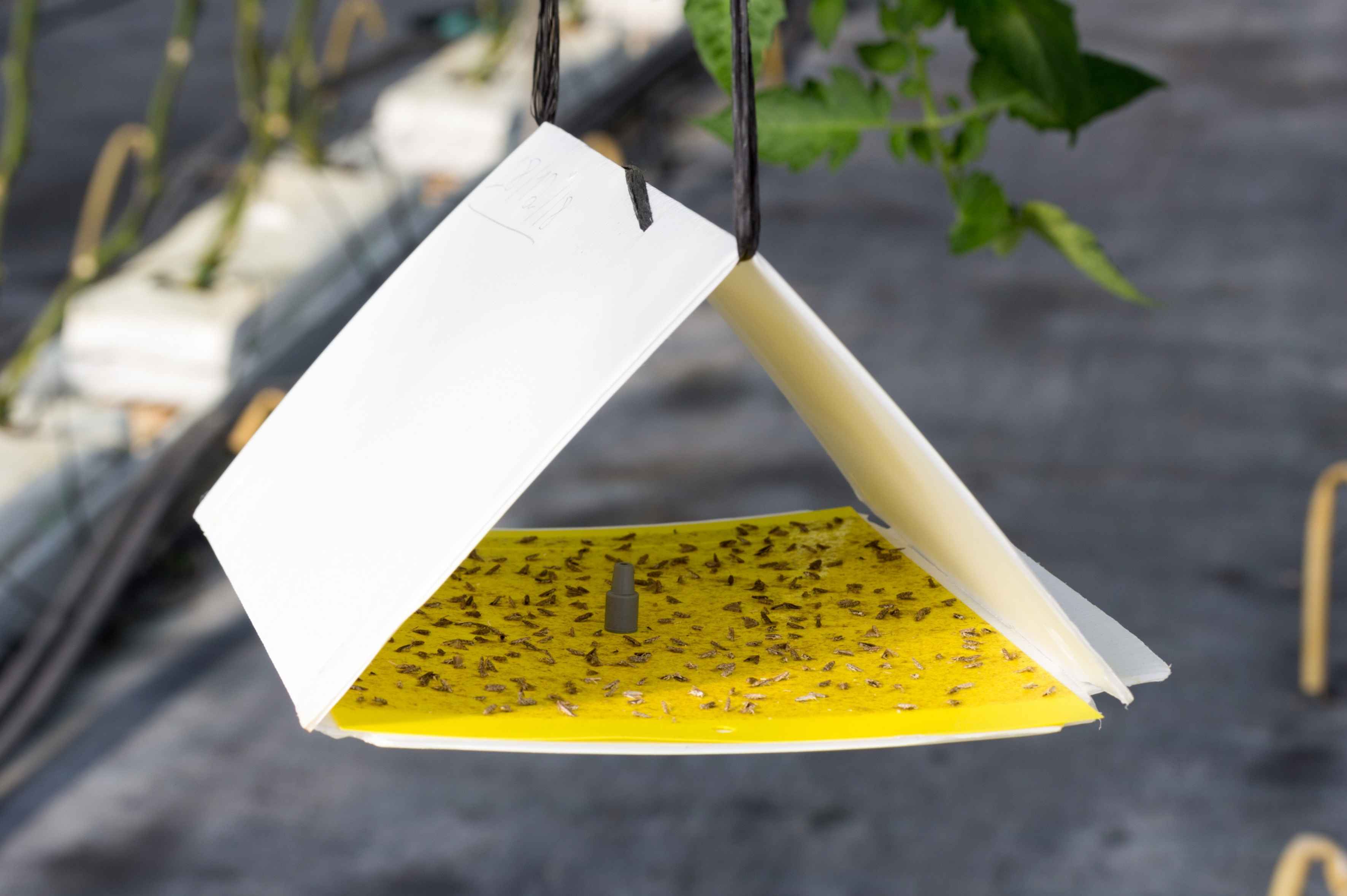 Hanging triangular pheromone trap with captured insects on a yellow sticky board