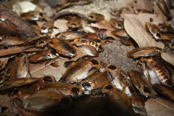 cockroach nest