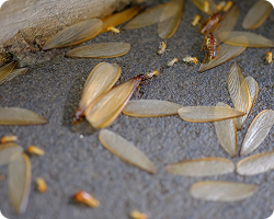Discarded Wings