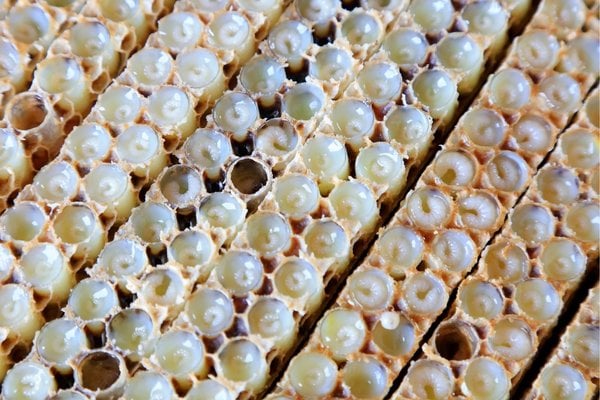 Royal jelly