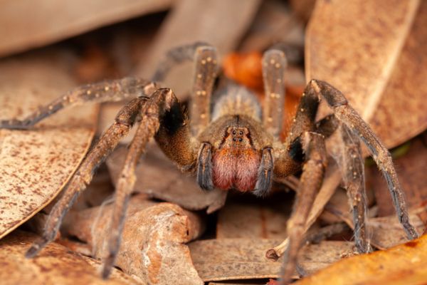 brazilian-wandering-spider