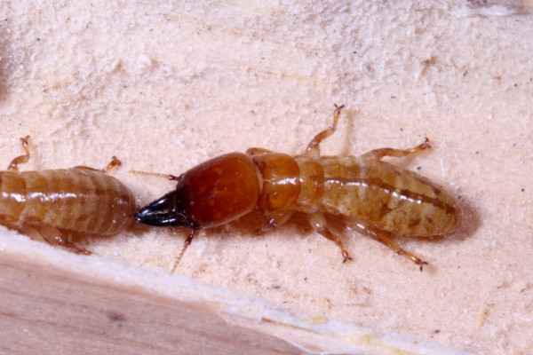 drywood termite