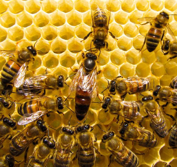 Queen bee and workers