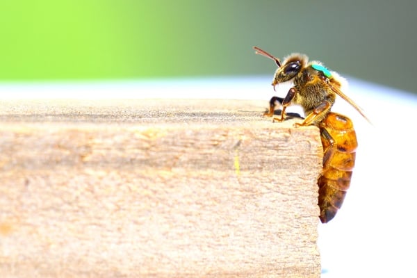 Queen bee on a wooden ledge