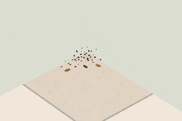 roach droppings