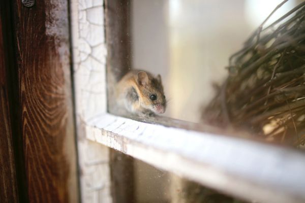 mouse pushing against corner of window pane