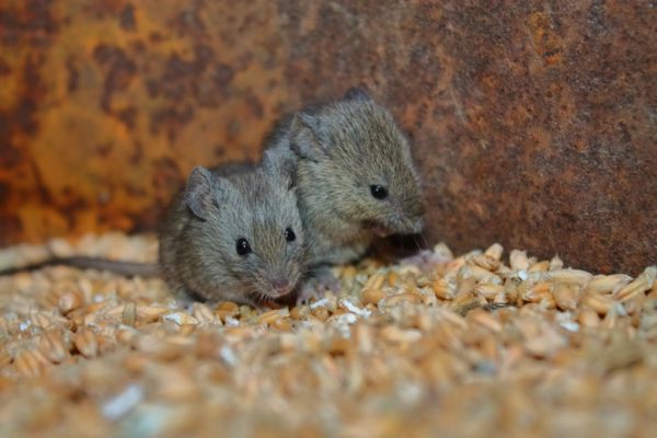two mice huddled together on dried maize