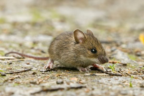 Small mouse on ground outdoors