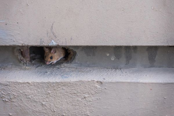 Mouse peeking out of a small hole in a concrete wall
