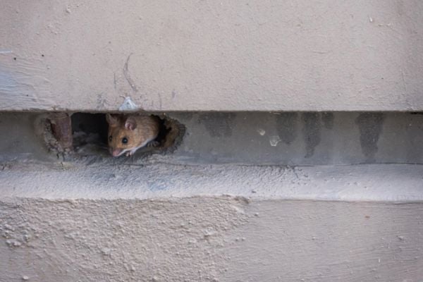 Mouse peeking out of a small hole in a concrete wall