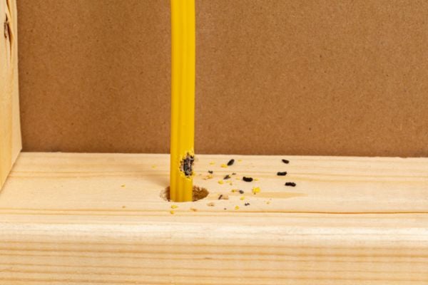 Gnawed yellow electrical wire and rodent droppings on a wooden stud