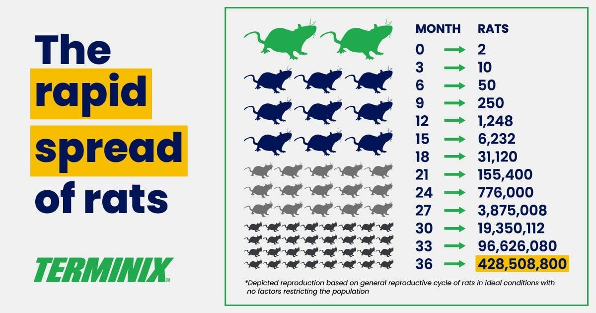 rapid spread of rats infographic