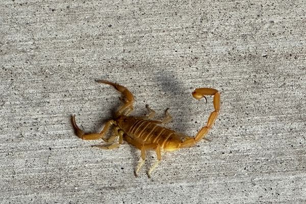 Arizona bark scorpion on concrete