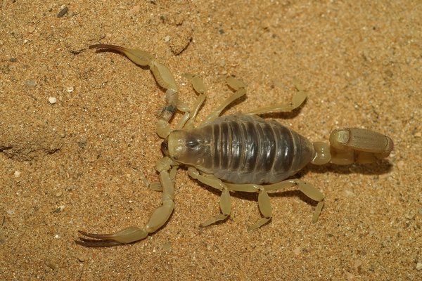 Giant desert hairy scorpion on sand