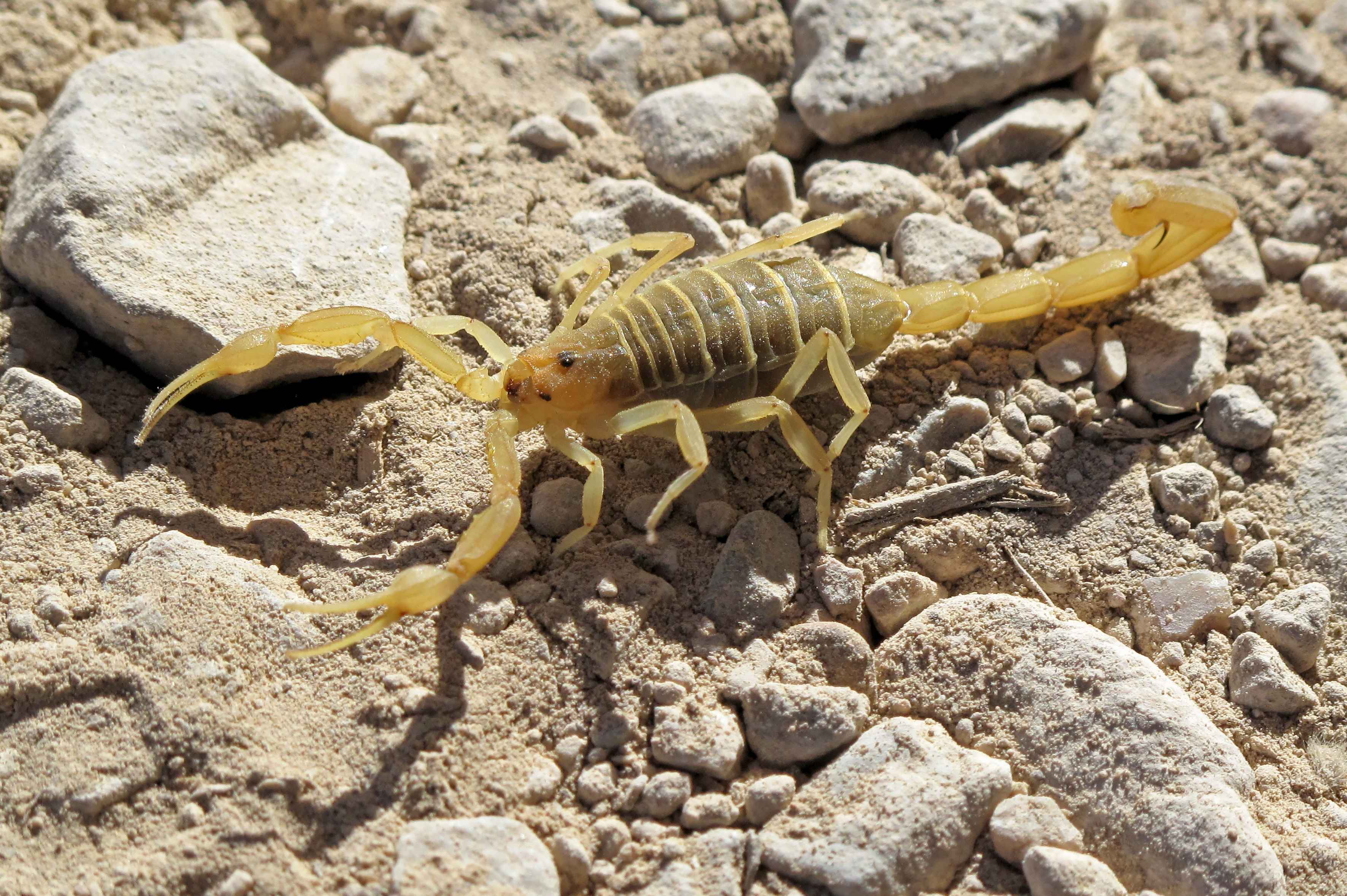 Light yellow scorpion on rocky ground