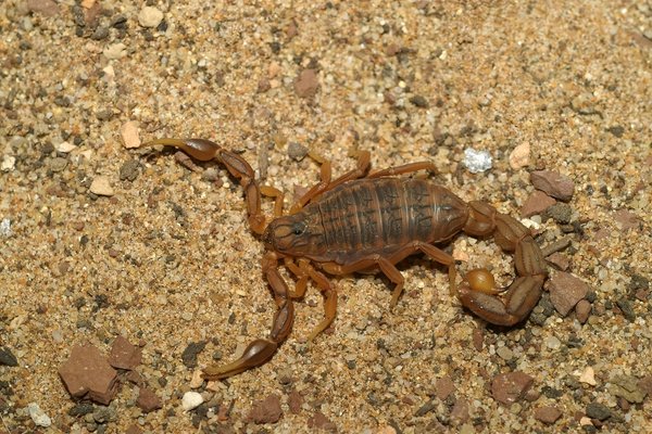 Striped tail scorpion on gravelly soil