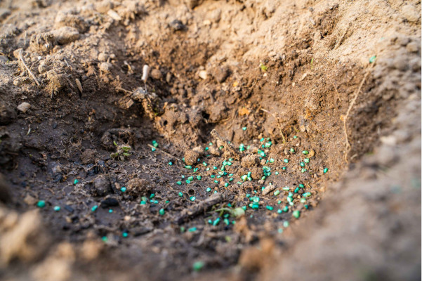 Close-up of green granular pest control treatment applied directly to outdoor soil.