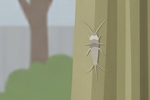 Illustration of a live silvery-gray silverfish insect crawling vertically on a surface.
