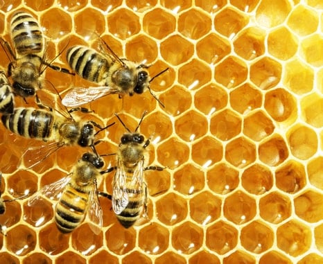 honey bee nest