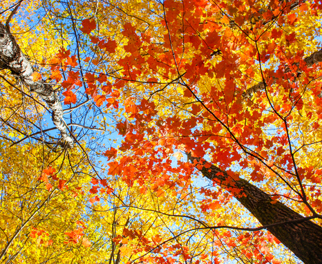 fall leaves