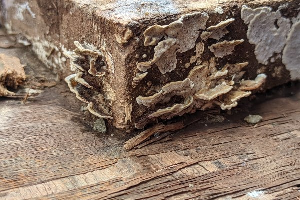 Close up of white wood rot