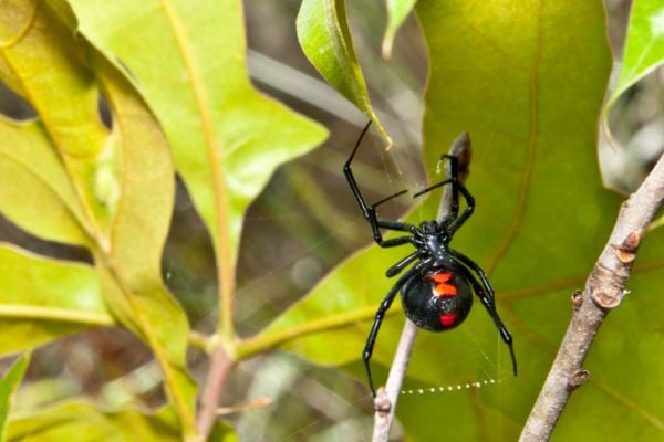 Black widow spider crawling on leaves.