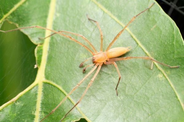 Yellow sac spider on leaf