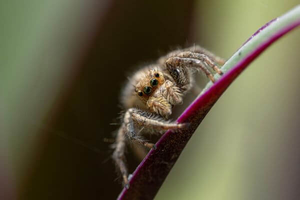 Close up of a jumping spider on a leaf