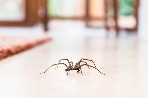 A close-up, low-angle shot of a large brown house spider walking across a light-colored, polished tile floor indoor
