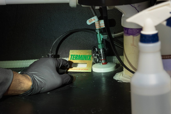 A close-up shot of a gloved hand placing a green and yellow Terminix-branded cardboard glue trap on the dark floor of a cabinet under a sink, near water pipes and a spray bottle.