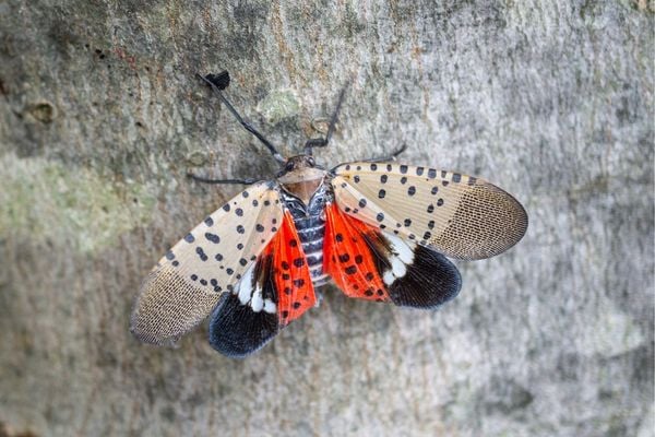 Spotted lantern fly