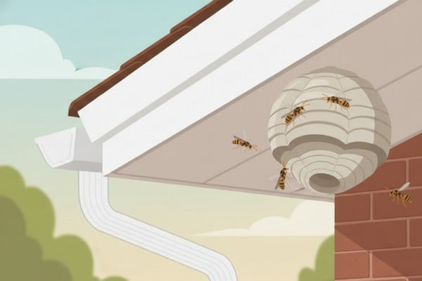 wasp nests