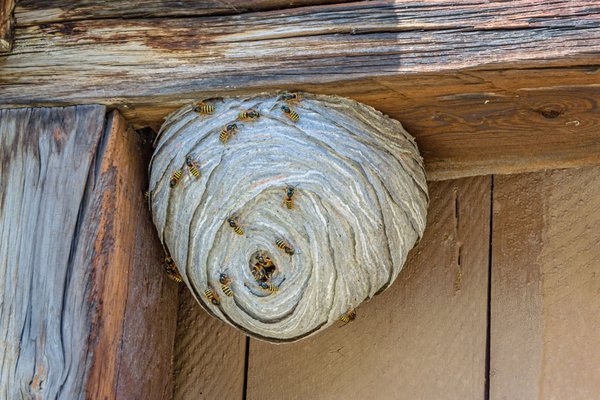 wasp residual dust