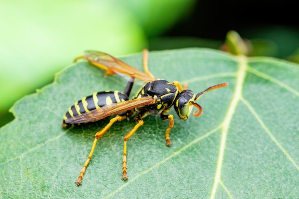 yellowjackets