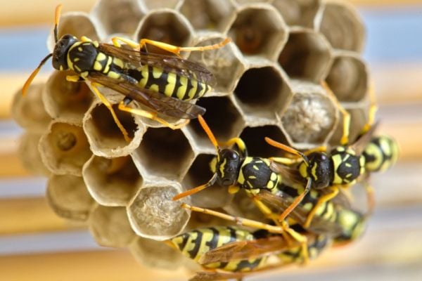 A close-up photograph of multiple yellowjackets crawling across an exposed hexagonal honeycomb nest structure.