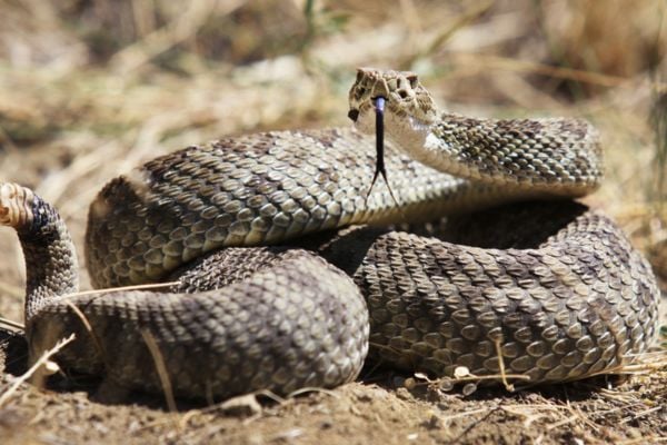 Rattlesnake