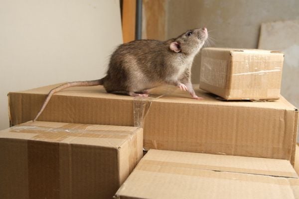 Rodents in home on cardboard box