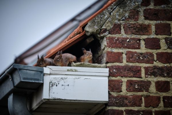 rats in a damaged ceiling