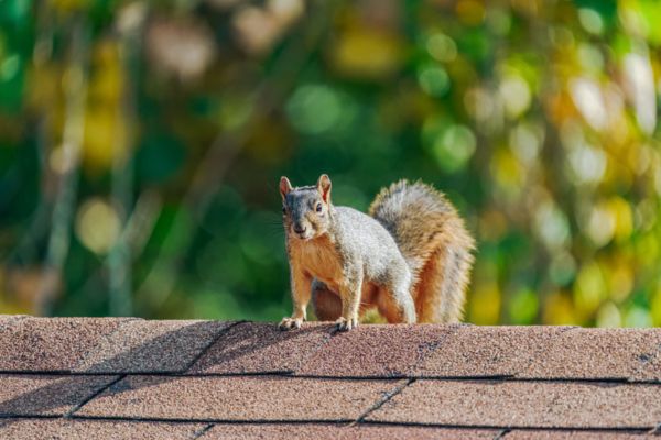 squirrel on a ceiling