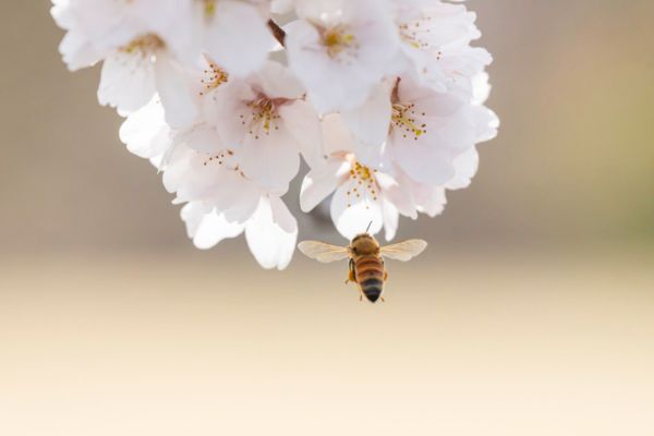 japanese honey bee