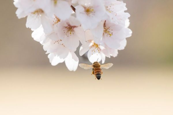 japanese honey bee