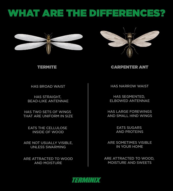 Termite ant comparison chart