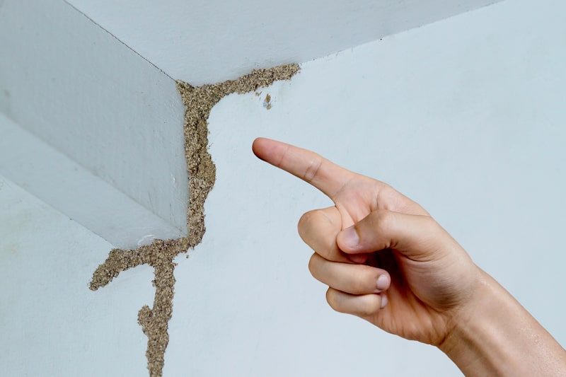 termite mud tubes